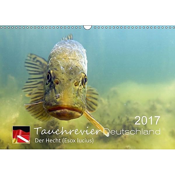 Tauchrevier Deutschland - Der Hecht (Esox lucius) (Wandkalender 2017 DIN A3 quer), Mario Merkel. Tauchrevier Deutschland