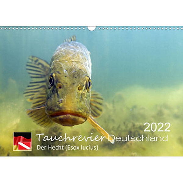 Tauchrevier Deutschland - Der Hecht (Esox lucius) (Wandkalender 2022 DIN A3 quer), Mario Merkel. Tauchrevier Deutschland