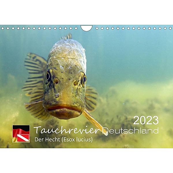 Tauchrevier Deutschland - Der Hecht (Esox lucius) (Wandkalender 2023 DIN A4 quer), Mario Merkel. Tauchrevier Deutschland