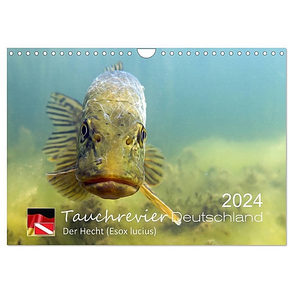 Tauchrevier Deutschland - Der Hecht (Esox lucius) (Wandkalender 2024 DIN A4 quer), CALVENDO Monatskalender, Mario Merkel. Tauchrevier Deutschland