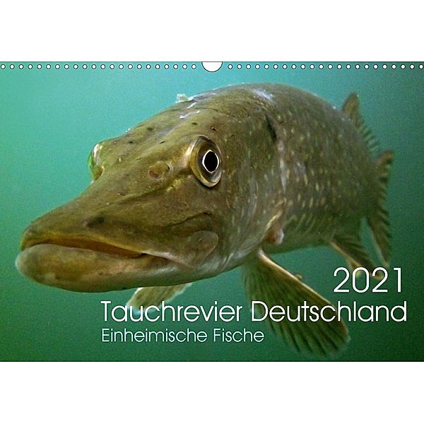 Tauchrevier Deutschland (Wandkalender 2021 DIN A3 quer), Mario Merkel - Tauchrevier Deutschland