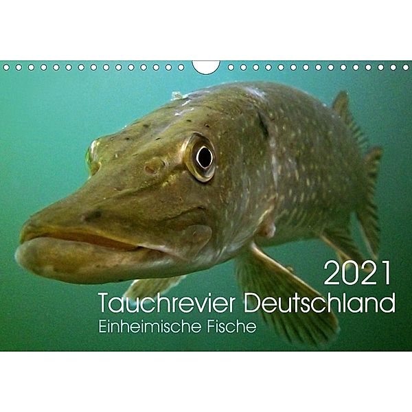 Tauchrevier Deutschland (Wandkalender 2021 DIN A4 quer), Mario Merkel - Tauchrevier Deutschland