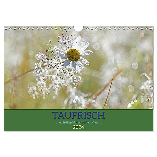 Taufrisch ... am frühen Morgen in der Wiese (Wandkalender 2024 DIN A4 quer), CALVENDO Monatskalender, Gugigei