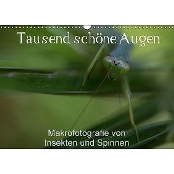 Tausend schöne Augen (Wandkalender 2016 DIN A3 quer), Antje Hopfmann