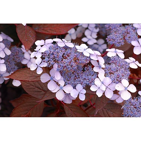 Teller- Hortensie Hydrangea Indian Summer®, 1 Stück