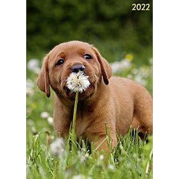 Terminplaner Hund 2022