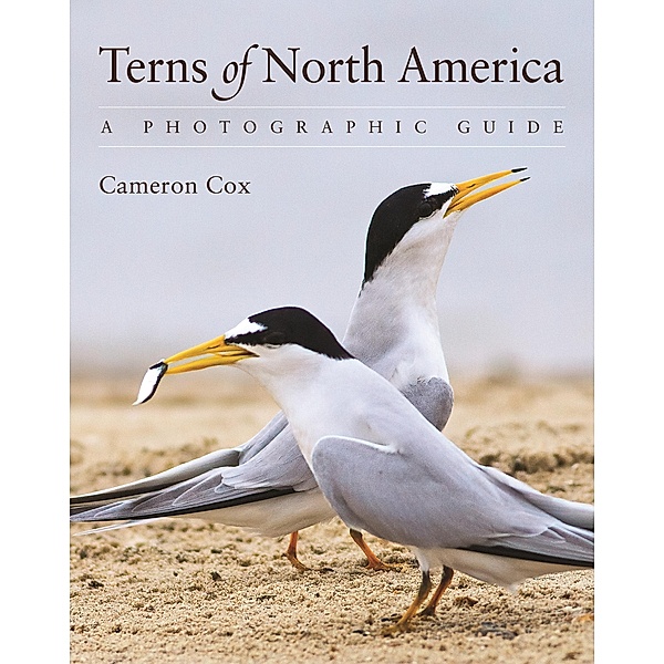 Terns of North America, Cameron Cox