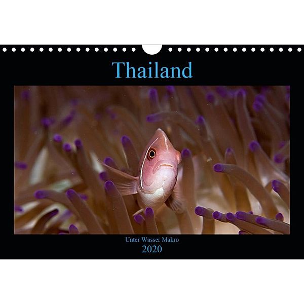 Thailand - Unter Wasser Makro (Wandkalender 2020 DIN A4 quer), ralf schmidt xway-image.de