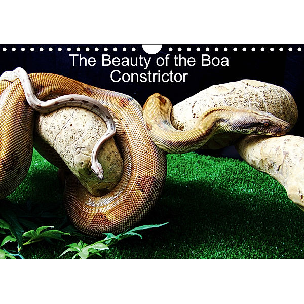 The Beauty of the Boa Constrictors (Wall Calendar 2019 DIN A4 Landscape), John Horton