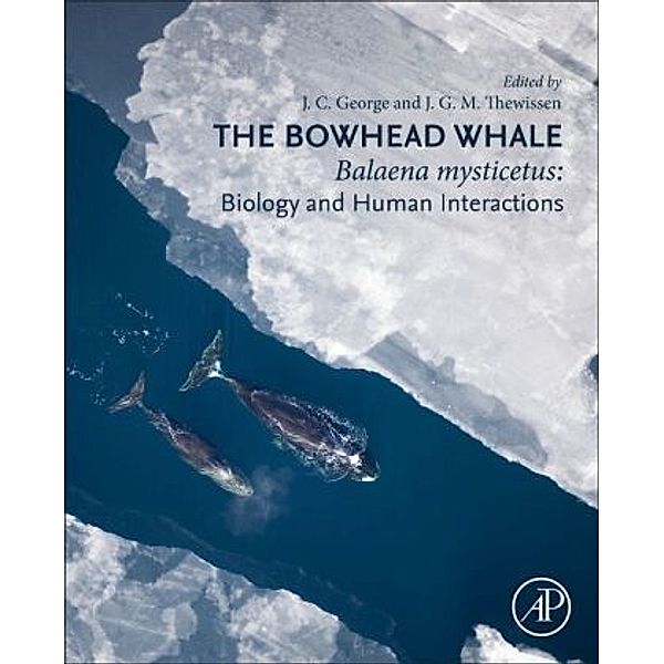 The Bowhead Whale