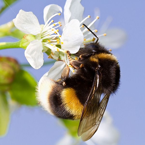 The bumble bee's flight, Katya Runow