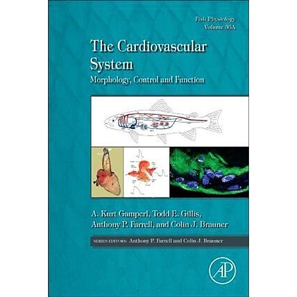 The Cardiovascular System