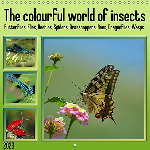 The colourful world of insects (Wall Calendar 2023 300 × 300 mm Square), Claudia Kleemann