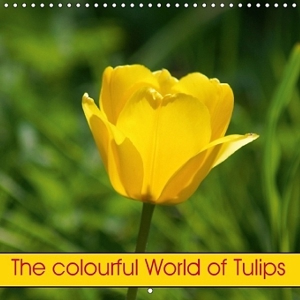 The colourful World of Tulips (Wall Calendar 2017 300 × 300 mm Square), kattobello