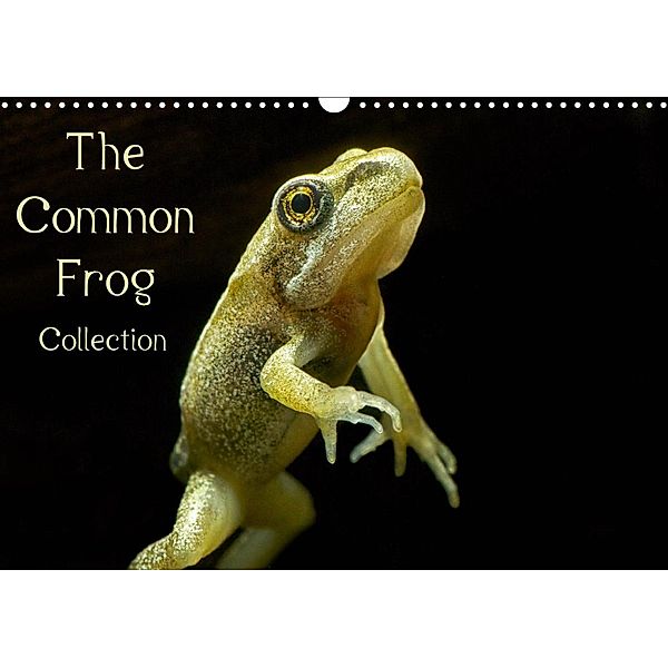 The Common Frog Collection (Wall Calendar 2021 DIN A3 Landscape), Glenn Upton-Fletcher