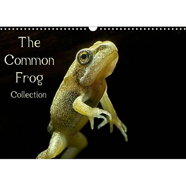 The Common Frog Collection (Wall Calendar 2023 DIN A3 Landscape), Glenn Upton-Fletcher