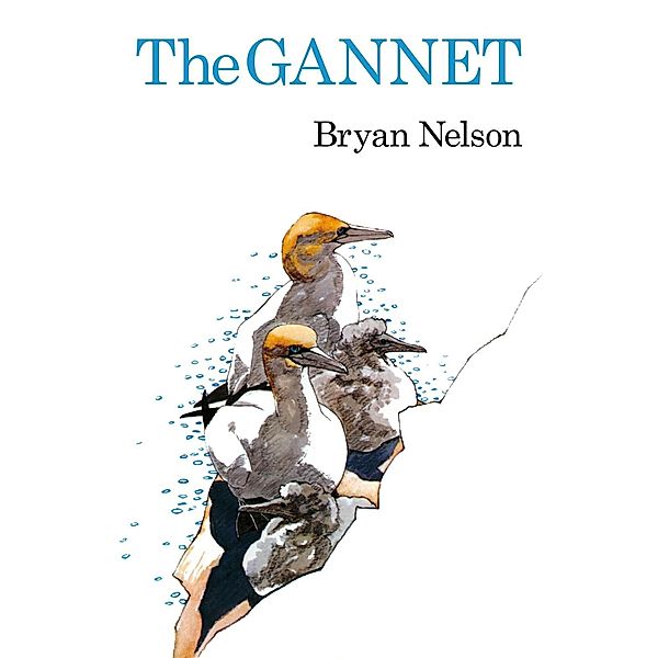 The Gannet, Bryan Nelson