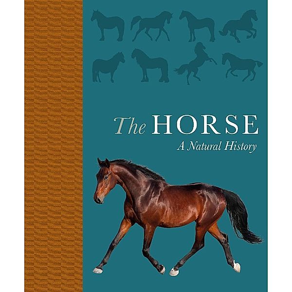 The Horse, Debbie Busby, Catrin Rutland