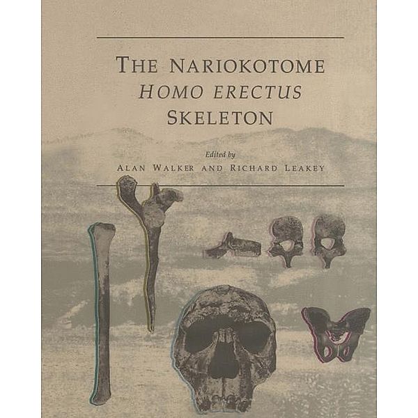 The Nariokotome Homo Erectus Skeleton