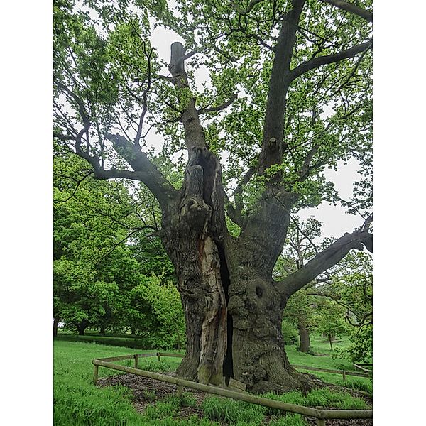 The Old Oak Tree, William McCurrach