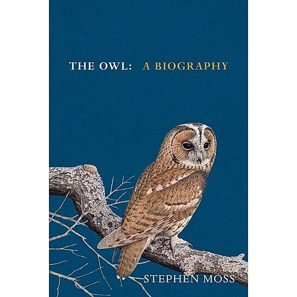 The Owl, Stephen Moss
