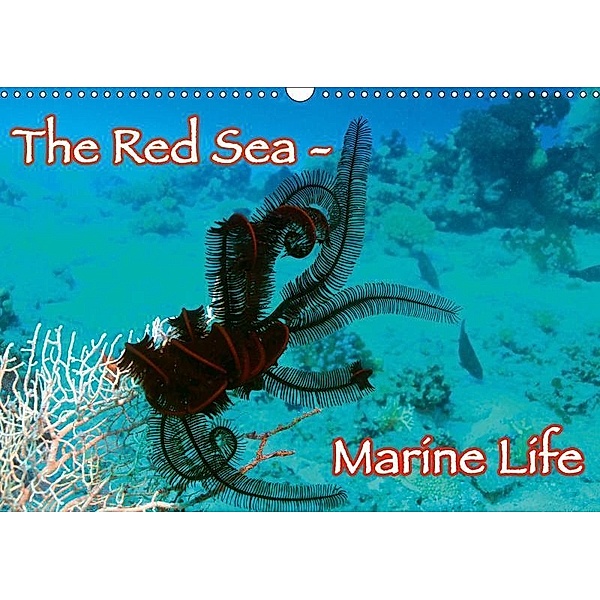 The Red Sea - Marine Life (Wall Calendar 2019 DIN A3 Landscape), Lars Eberschulz