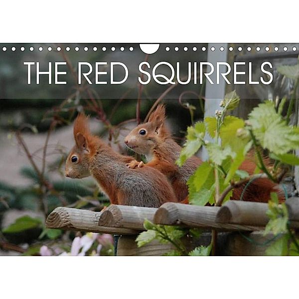 The red squirrels (Wall Calendar 2023 DIN A4 Landscape), Heike Adam