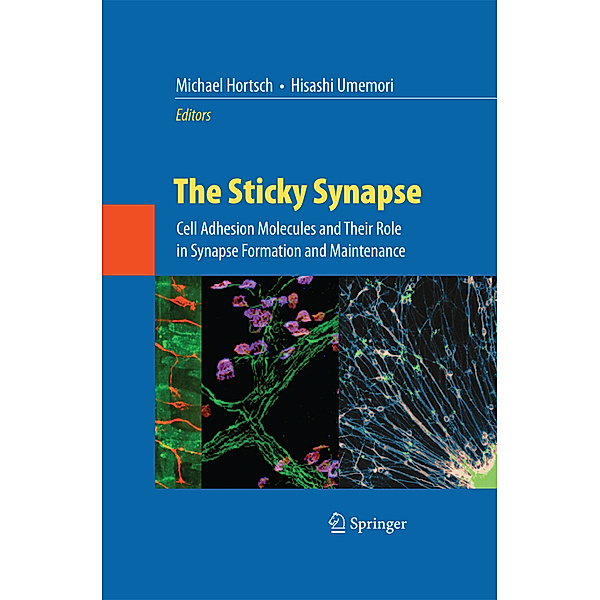 The Sticky Synapse