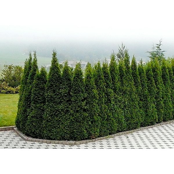 Thuja Smaragd, ca. 40-60 cm, 4 Pflanzen