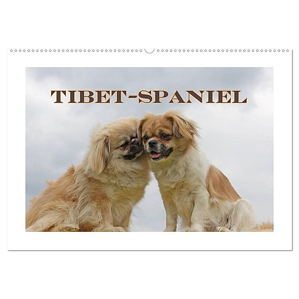 Tibet-Spaniel (Wandkalender 2025 DIN A2 quer), CALVENDO Monatskalender, Calvendo, Antje Lindert-Rottke