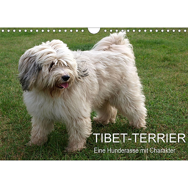 Tibet-Terrier - Eine Hunderasse mit Charakter (Wandkalender 2020 DIN A4 quer), Rudolf Bindig