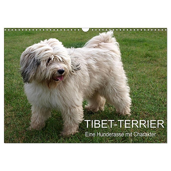 Tibet-Terrier - Eine Hunderasse mit Charakter (Wandkalender 2024 DIN A3 quer), CALVENDO Monatskalender, Rudolf Bindig