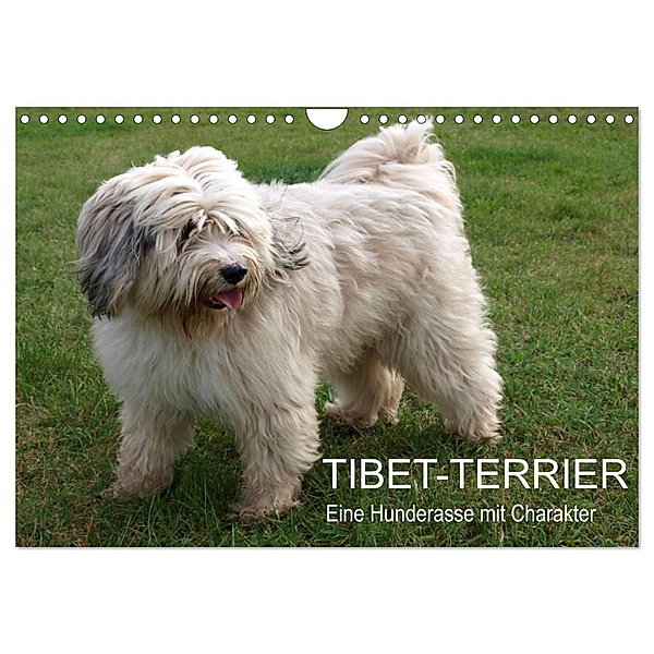 Tibet-Terrier - Eine Hunderasse mit Charakter (Wandkalender 2024 DIN A4 quer), CALVENDO Monatskalender, Rudolf Bindig