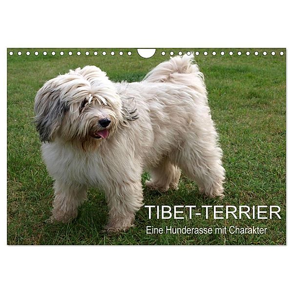 Tibet-Terrier - Eine Hunderasse mit Charakter (Wandkalender 2025 DIN A4 quer), CALVENDO Monatskalender, Calvendo, Rudolf Bindig