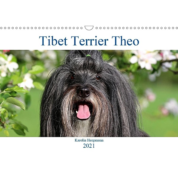 Tibet Terrier Theo (Wandkalender 2021 DIN A3 quer), Karolin Heepmann