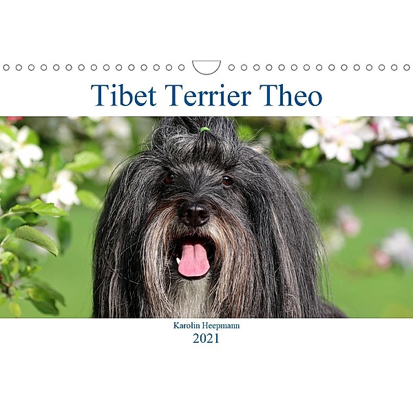 Tibet Terrier Theo (Wandkalender 2021 DIN A4 quer), Karolin Heepmann
