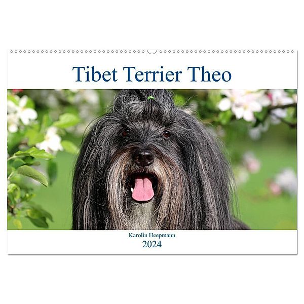 Tibet Terrier Theo (Wandkalender 2024 DIN A2 quer), CALVENDO Monatskalender, Karolin Heepmann