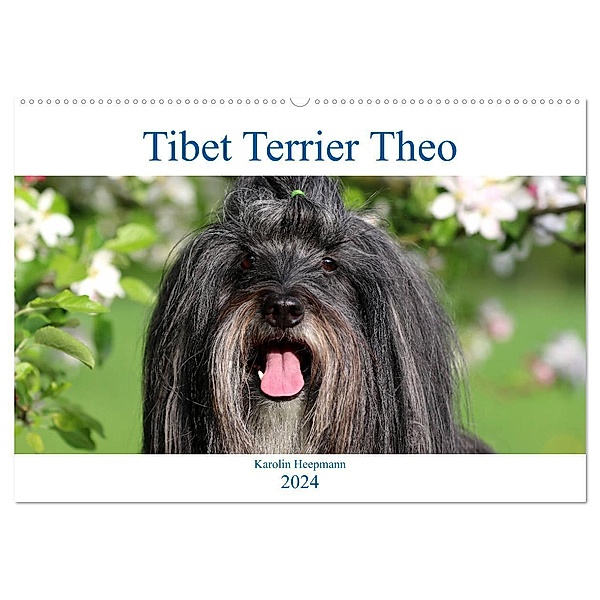 Tibet Terrier Theo (Wandkalender 2024 DIN A2 quer), CALVENDO Monatskalender, Karolin Heepmann