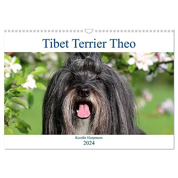 Tibet Terrier Theo (Wandkalender 2024 DIN A3 quer), CALVENDO Monatskalender, Karolin Heepmann