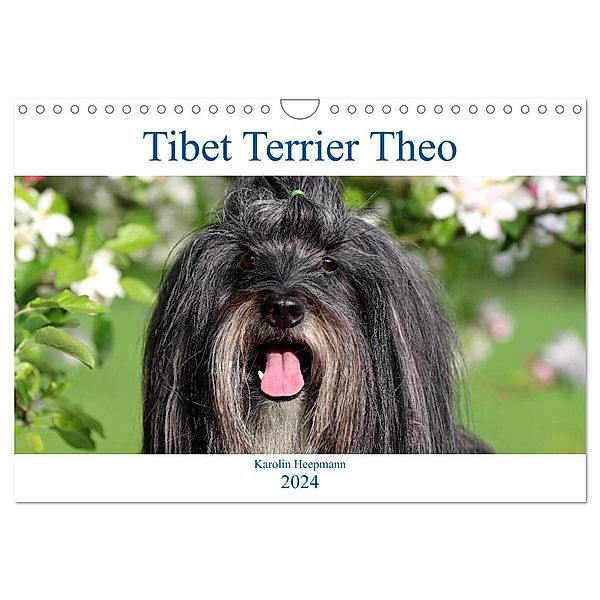 Tibet Terrier Theo (Wandkalender 2024 DIN A4 quer), CALVENDO Monatskalender, Karolin Heepmann