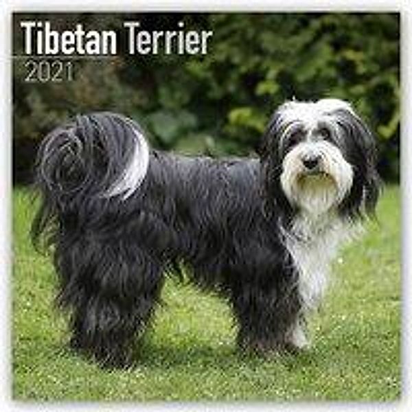 Tibetan Terrier - Tibet Terrier 2021, Avonside Publishing