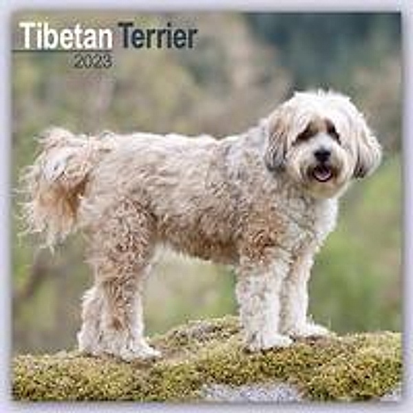 Tibetan Terrier - Tibet Terrier 2023, Avonside Publishing