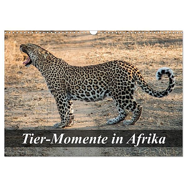 Tier-Momente in Afrika (Wandkalender 2024 DIN A3 quer), CALVENDO Monatskalender, Dirk Janssen