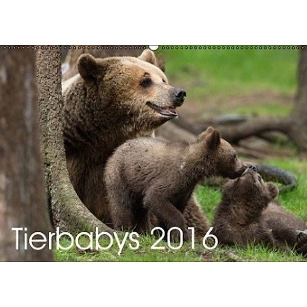 Tierbabys 2016 (Wandkalender 2016 DIN A2 quer), Johann Schörkhuber