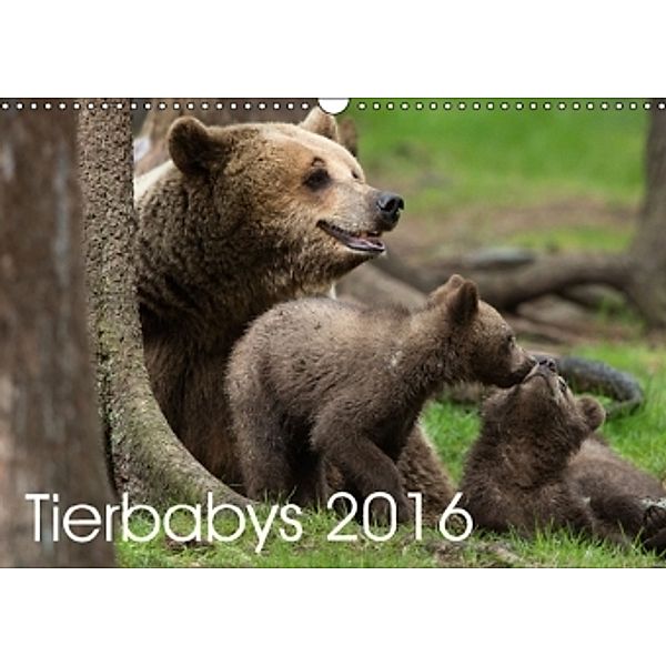 Tierbabys 2016 (Wandkalender 2016 DIN A3 quer), Johann Schörkhuber