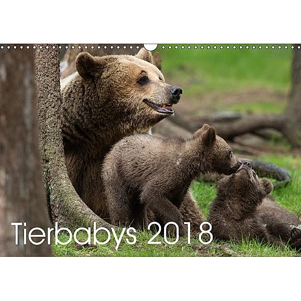 Tierbabys 2018 (Wandkalender 2018 DIN A3 quer), Johann Schörkhuber