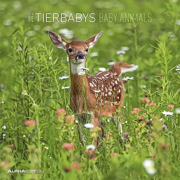Tierbabys 2022 - Broschürenkalender 30x30 cm (30x60 geöffnet) - Kalender mit Platz für Notizen - Baby Animals - Bildkale