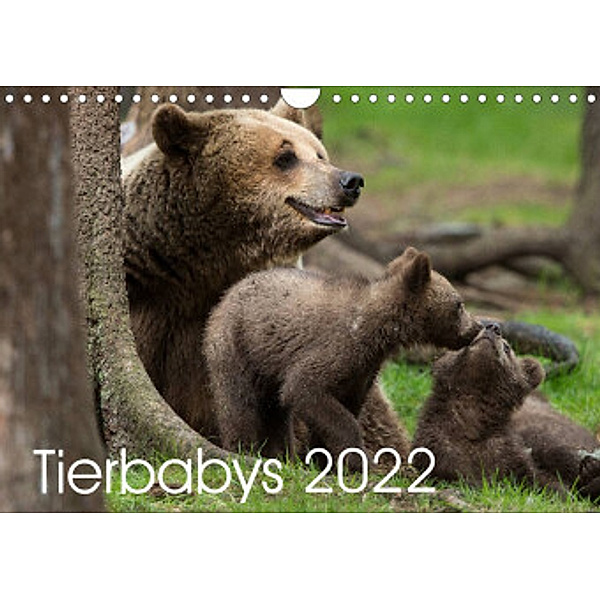 Tierbabys 2022 (Wandkalender 2022 DIN A4 quer), Johann Schörkhuber