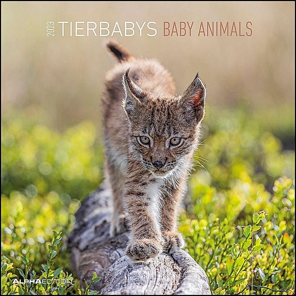Tierbabys 2023 - Broschürenkalender 30x30 cm (30x60 geöffnet) - Kalender mit Platz für Notizen - Baby Animals - Bildkale