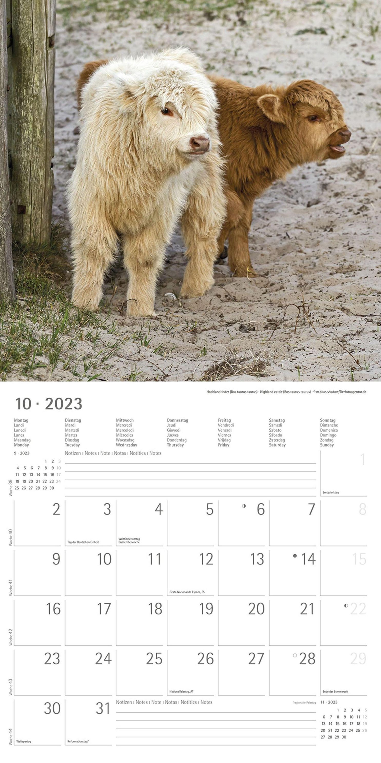 Tierbabys 2023 - Broschürenkalender 30x30 cm 30x60 geöffnet - Kalender mit  Platz für Notizen - Baby Animals - Bildkale - Kalender bestellen